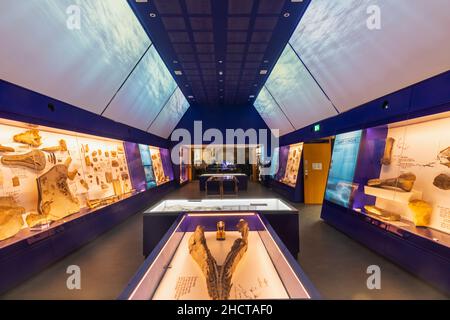 England, Dorset, Kimmeridge, Interior View of The Etches Collection Museum of Jurassic Marine Life Stock Photo