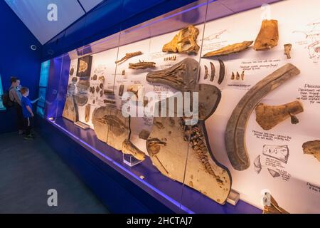 England, Dorset, Kimmeridge, Interior View of The Etches Collection Museum of Jurassic Marine Life Stock Photo