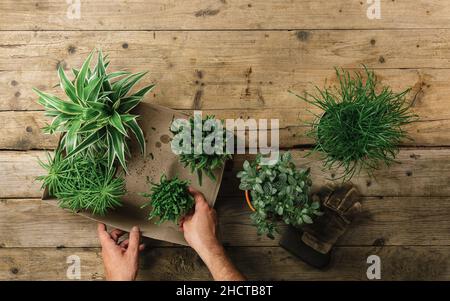 Top view male hands takes flower to make home Gardening. Top view. Stock Photo