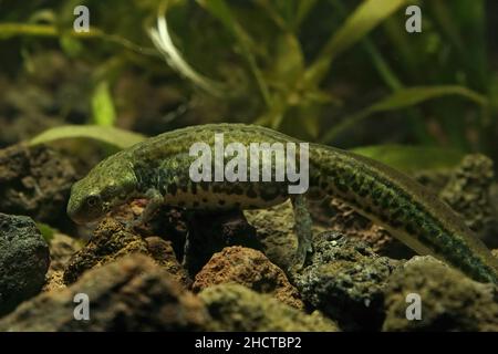 Closeup on a gravid female Italian newt, Lissotriton italicus underwater on the gravel Stock Photo
