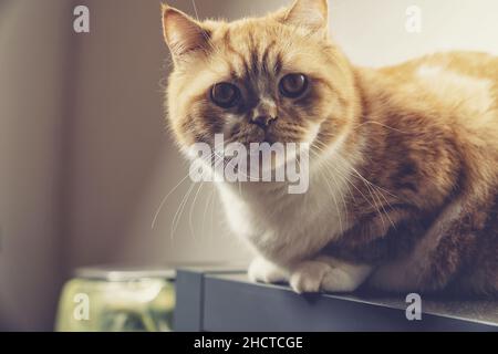 grumpy cat sits on a cupboard Stock Photo