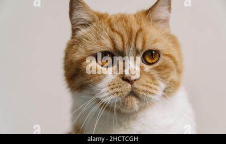 striped grumpy cat with orange eyes looks Stock Photo