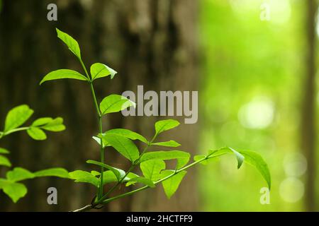 Twig with fresh green leaves in the blurred natural background Stock Photo