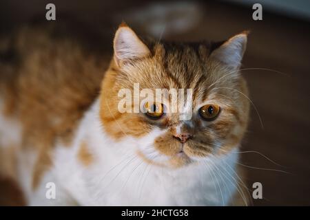 Portrait of a surprised Orange cat looking at camera Stock Photo