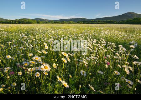Spring daisy flowers in mountain meadow. Beautiful landscapes Stock ...