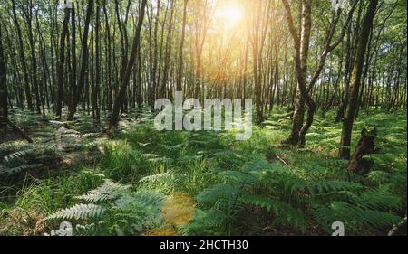 Sunbeams Shining through the magic forest covered with ferns Stock Photo