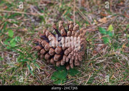 Close-up of a single Pine Cone on the ground. Stock Photo