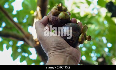 Close-up of tropical fruit Stock Photo