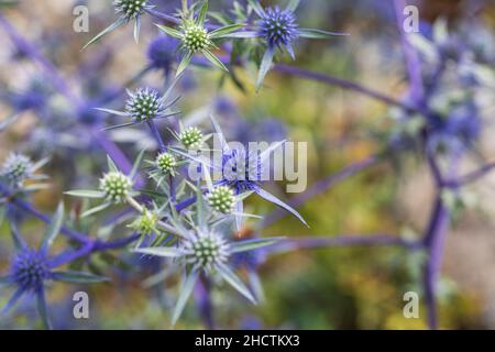 Eryngium Creticum (Field Eryngo), a type of flowering plant found in Asia and Southern Europe. Stock Photo