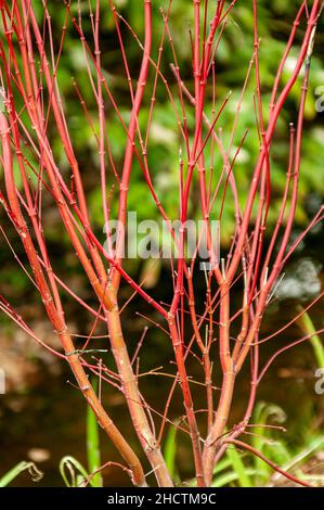 Acer Palmatum 'Sango Kaku' a deciduous ornamental shrub plant of Japan grown popular for its red bark in winter and commonly known as Coral bark Maple Stock Photo