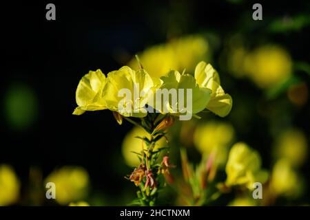 Many vivid yellow flowers and green leaves of Oenothera plant, commonly known as evening primrose, suncups or sundrops, in a garden in a sunny summer Stock Photo