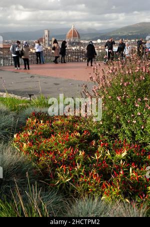 Florence, Italy - 2021, November 2: Capsicum annuum, in a flowerbed,  grow into a large, shrubby perennial herb. Firenze cityscape in the background. Stock Photo