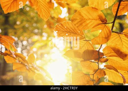 Golden autumn scene in the forest with orange leaves against the sun shining through the trees Stock Photo