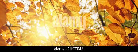 Golden autumn scene banner in a park, with colorful leaves, and explosive sunlight Stock Photo