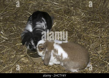 LOP EARED RABBITS Stock Photo