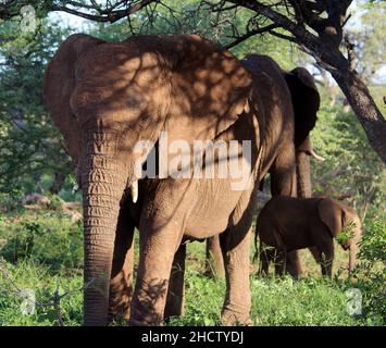 African Elephant calves (genus Loxodonta) with adults : (pix SShukla) Stock Photo