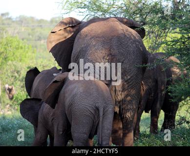 African Elephant calves (genus Loxodonta) with adults : (pix SShukla) Stock Photo