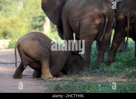 African Elephant calves (genus Loxodonta) with adults : (pix SShukla) Stock Photo