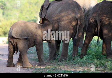 African Elephant calves (genus Loxodonta) with adults : (pix SShukla) Stock Photo