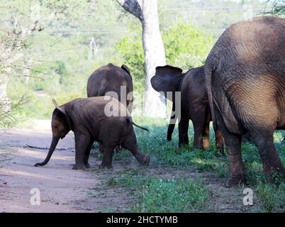 African Elephant calves (genus Loxodonta) with adults : (pix SShukla) Stock Photo