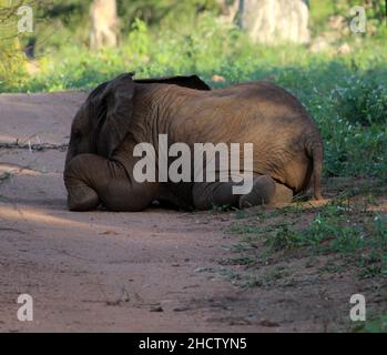 African Elephant calves (genus Loxodonta) with adults : (pix SShukla) Stock Photo