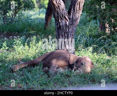 African Elephant calves (genus Loxodonta) with adults : (pix SShukla) Stock Photo