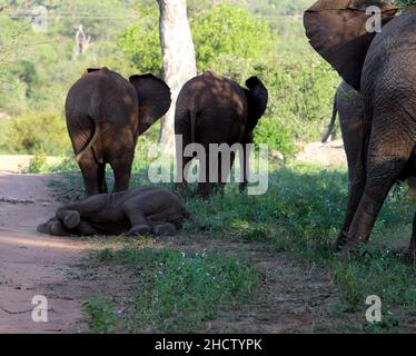 African Elephant calves (genus Loxodonta) with adults : (pix SShukla) Stock Photo