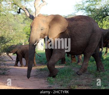 African Elephant calves (genus Loxodonta) with adults : (pix SShukla) Stock Photo