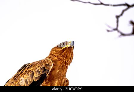 A falcon looking for prey with white sky background Stock Photo