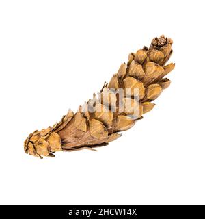 Pine cone isolated on white background with clipping path Stock Photo