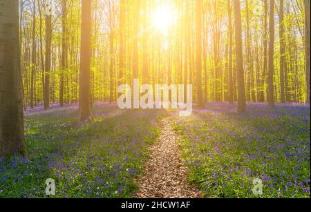 Bluebell path, a nice path between the blooming bluebells in the Hallerbos Forest Stock Photo