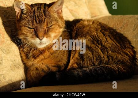 A colour photograph of a small tabby cat dozing and enjoying some sunshine. Stock Photo