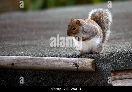 Close up of a grey squirrel holding its hands on its stomach Stock Photo