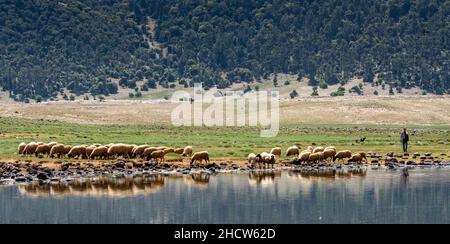 Lake Afnourir in Morocco. A shepherd and his flock of sheep on the shores of the lake Stock Photo