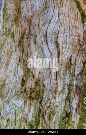 Interior of an old tree trunk. The texture of the wood and the places covered with moss are clearly visible Stock Photo