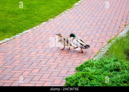 a family of wild ducks walks on a stone tile sidewalk in a park with green grass, a female and a male bird in the city for a walk. Stock Photo