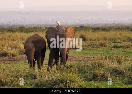 Elefanten im Nationalpark Amboseli,  Tsavo Ost und Tsavo West in Kenia Stock Photo