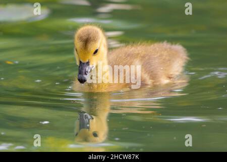 Young Canada Goose gosling or chick looking down at the reflection in water Stock Photo