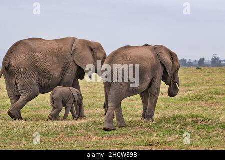 Elefanten im Nationalpark Amboseli,  Tsavo Ost und Tsavo West in Kenia Stock Photo