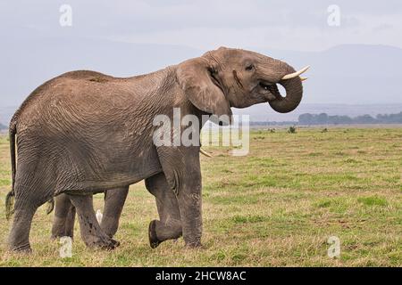 Elefanten im Nationalpark Amboseli,  Tsavo Ost und Tsavo West in Kenia Stock Photo