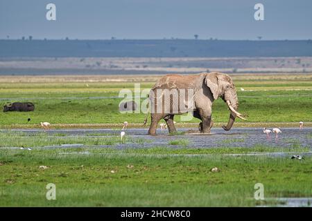 Elefanten im Nationalpark Amboseli,  Tsavo Ost und Tsavo West in Kenia Stock Photo