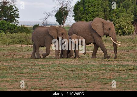 Elefanten im Nationalpark Amboseli,  Tsavo Ost und Tsavo West in Kenia Stock Photo