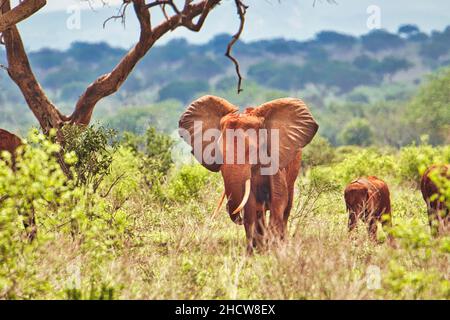 Elefanten im Nationalpark Amboseli,  Tsavo Ost und Tsavo West in Kenia Stock Photo