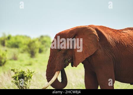 Elefanten im Nationalpark Amboseli,  Tsavo Ost und Tsavo West in Kenia Stock Photo