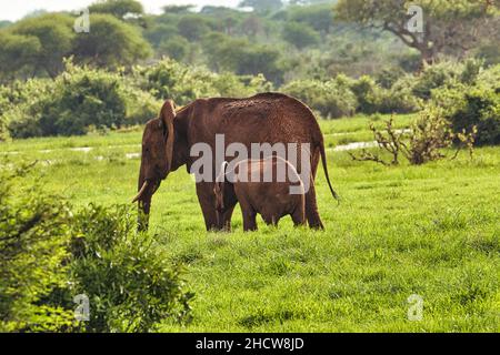 Elefanten im Nationalpark Amboseli,  Tsavo Ost und Tsavo West in Kenia Stock Photo