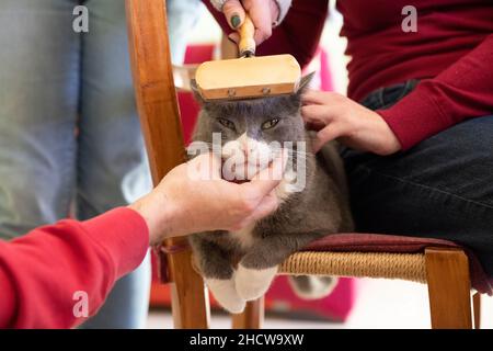 Spoiled cat on a chair cuddled by its humans Stock Photo