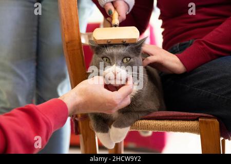 Spoiled cat on a chair cuddled by its humans Stock Photo