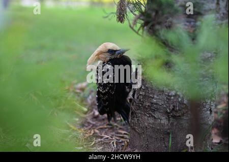 Old woodpecker hanging on a tree Stock Photo