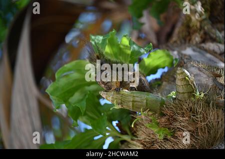 Cute little brown squirrel eating a nut Stock Photo