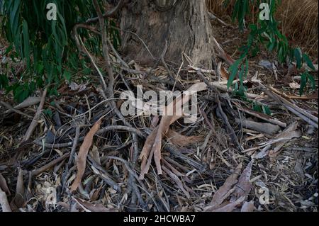 Fallen bark of eucalyptus resin tree lies on branches and leaves close-up Stock Photo